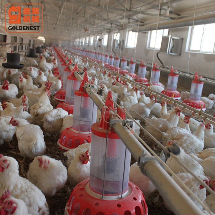 Chicken Farming Equipment Male Breeder Feeding Line