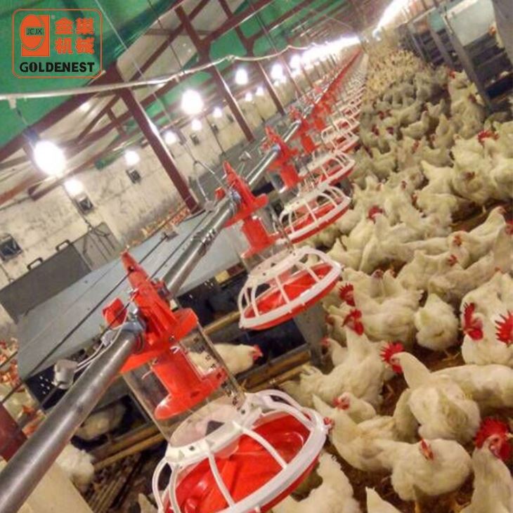 Chicken Farming Equipment Male Breeder Feeding Line
